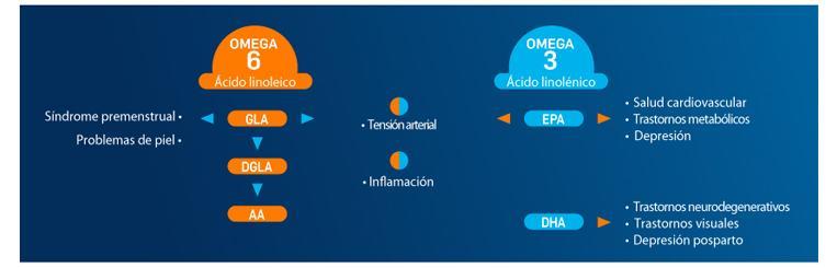 El papel espec fico de los omega 3 de tipo EPA y DHA PiLeJe